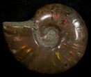 Flashy Red Iridescent Ammonite - Wide #10350-1